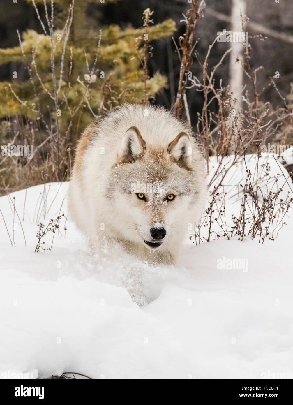 Loup gris ; Canus lupus ; British Columbia, Canada Banque D'Images