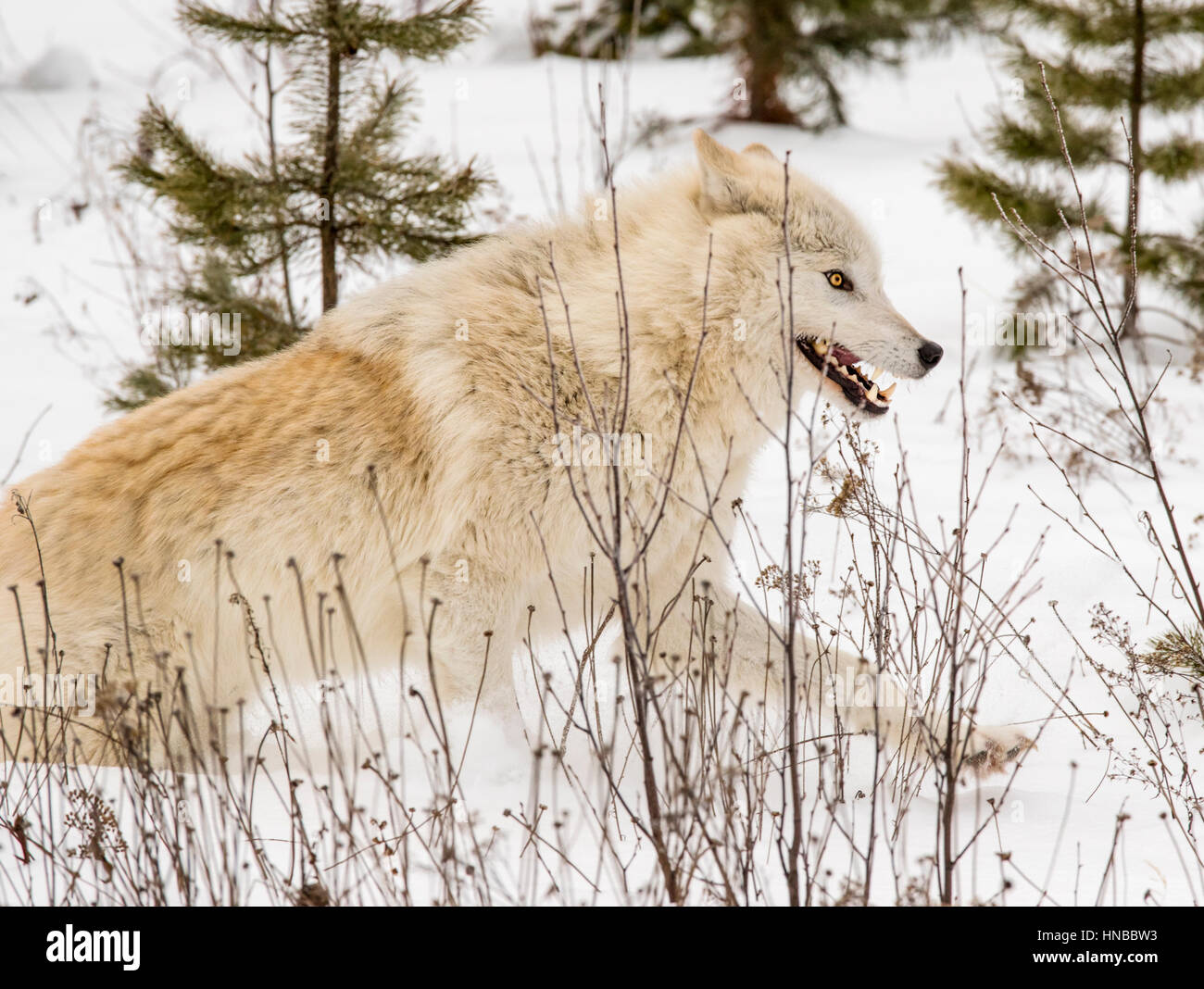 Loup gris ; Canus lupus ; British Columbia, Canada Banque D'Images