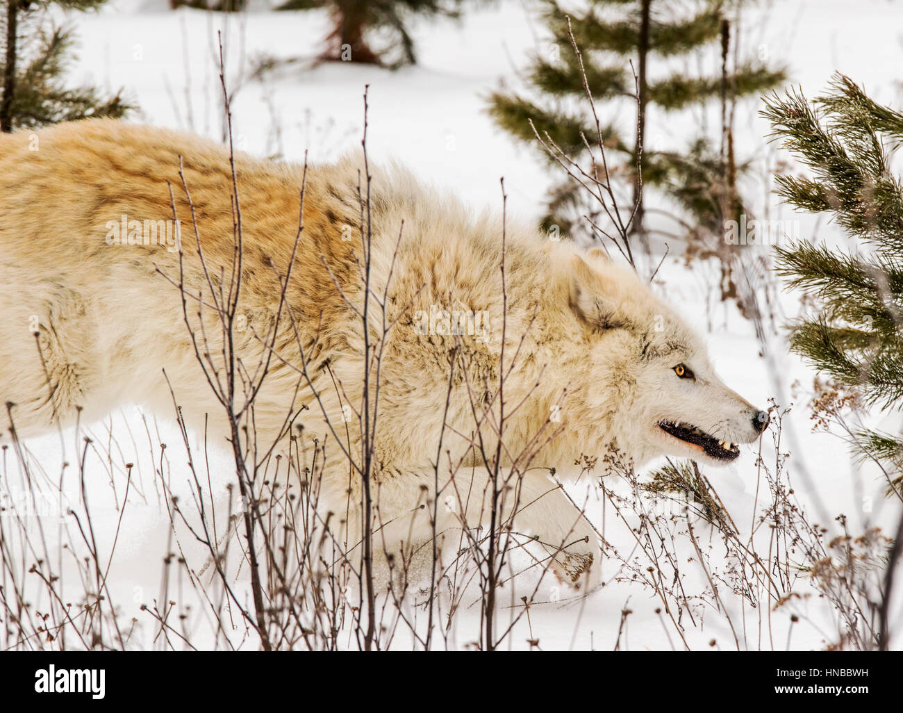Loup gris ; Canus lupus ; British Columbia, Canada Banque D'Images