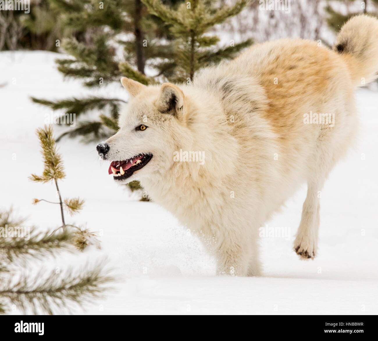 Loup gris ; Canus lupus ; British Columbia, Canada Banque D'Images