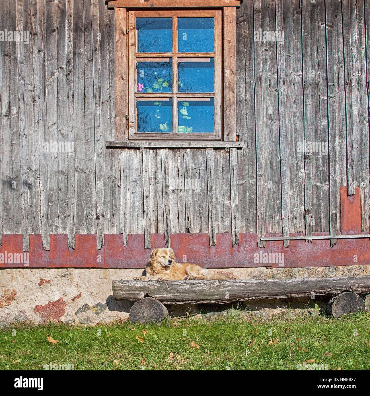 Chien sur le banc Banque D'Images