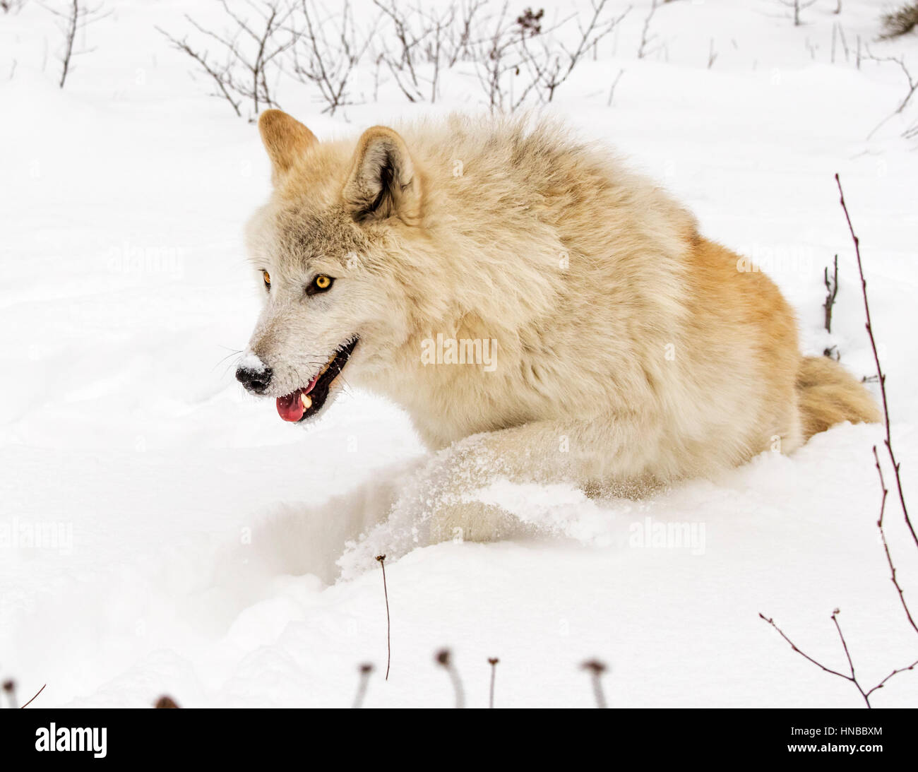 Loup gris ; Canus lupus ; British Columbia, Canada Banque D'Images