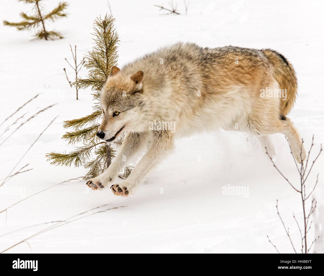 Loup gris ; Canus lupus ; British Columbia, Canada Banque D'Images