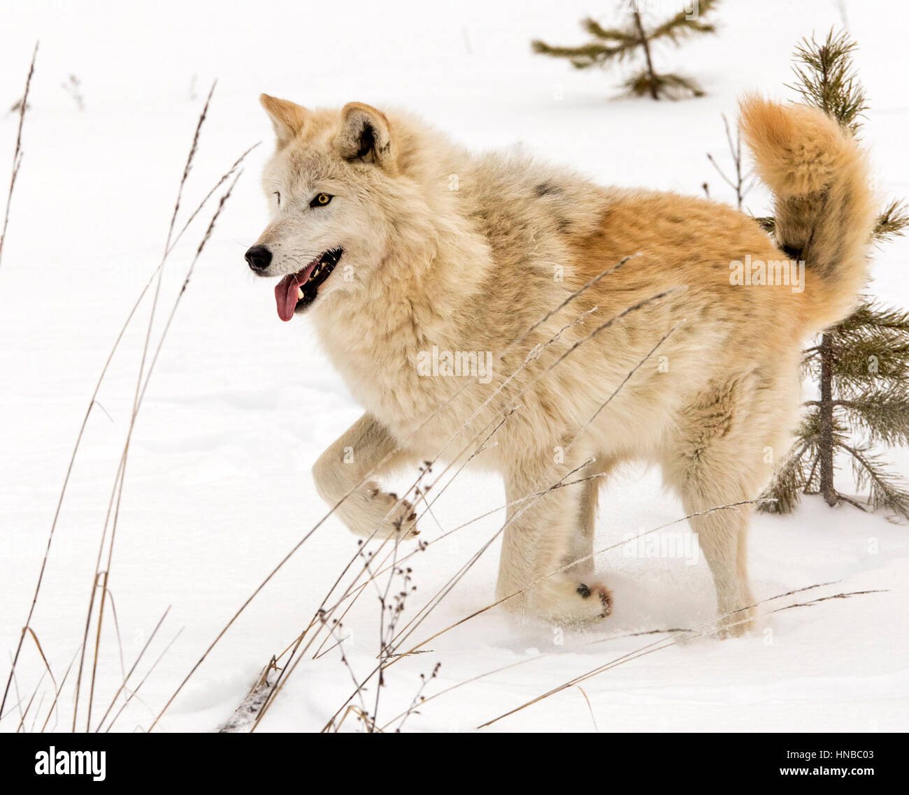 Loup gris ; Canus lupus ; British Columbia, Canada Banque D'Images