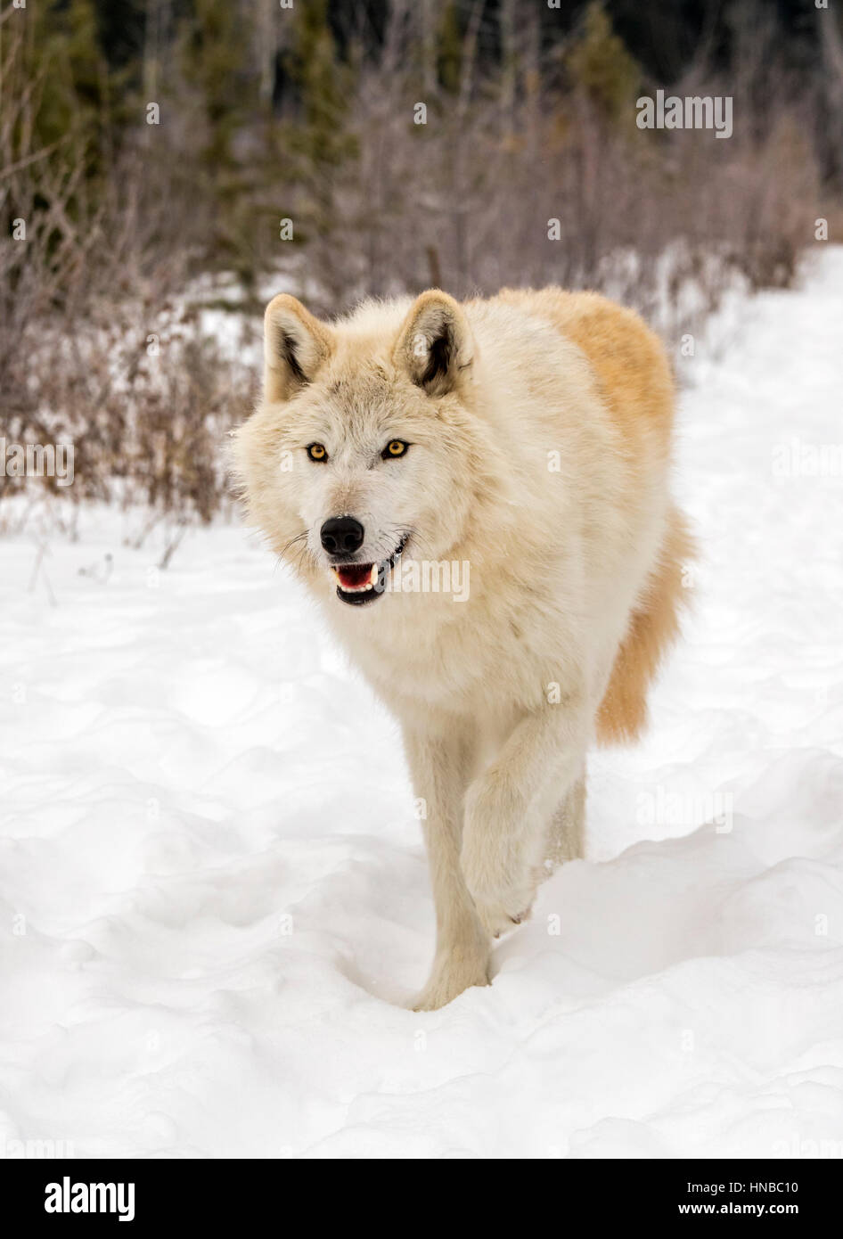 Loup gris ; Canus lupus ; British Columbia, Canada Banque D'Images