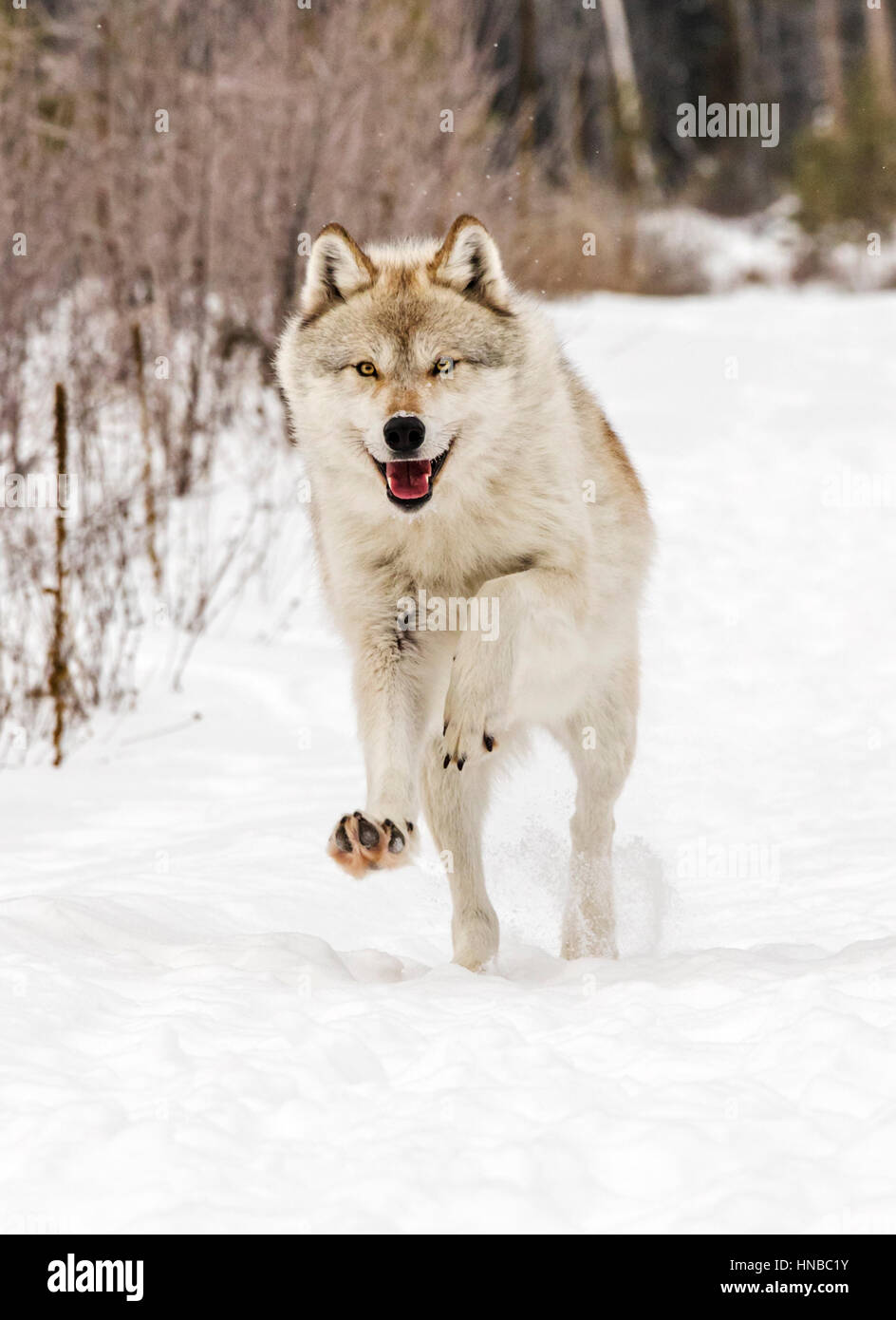 Loup gris ; Canus lupus ; British Columbia, Canada Banque D'Images