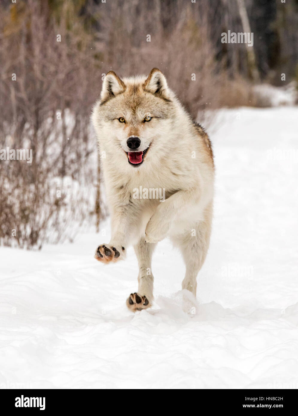 Loup gris ; Canus lupus ; British Columbia, Canada Banque D'Images