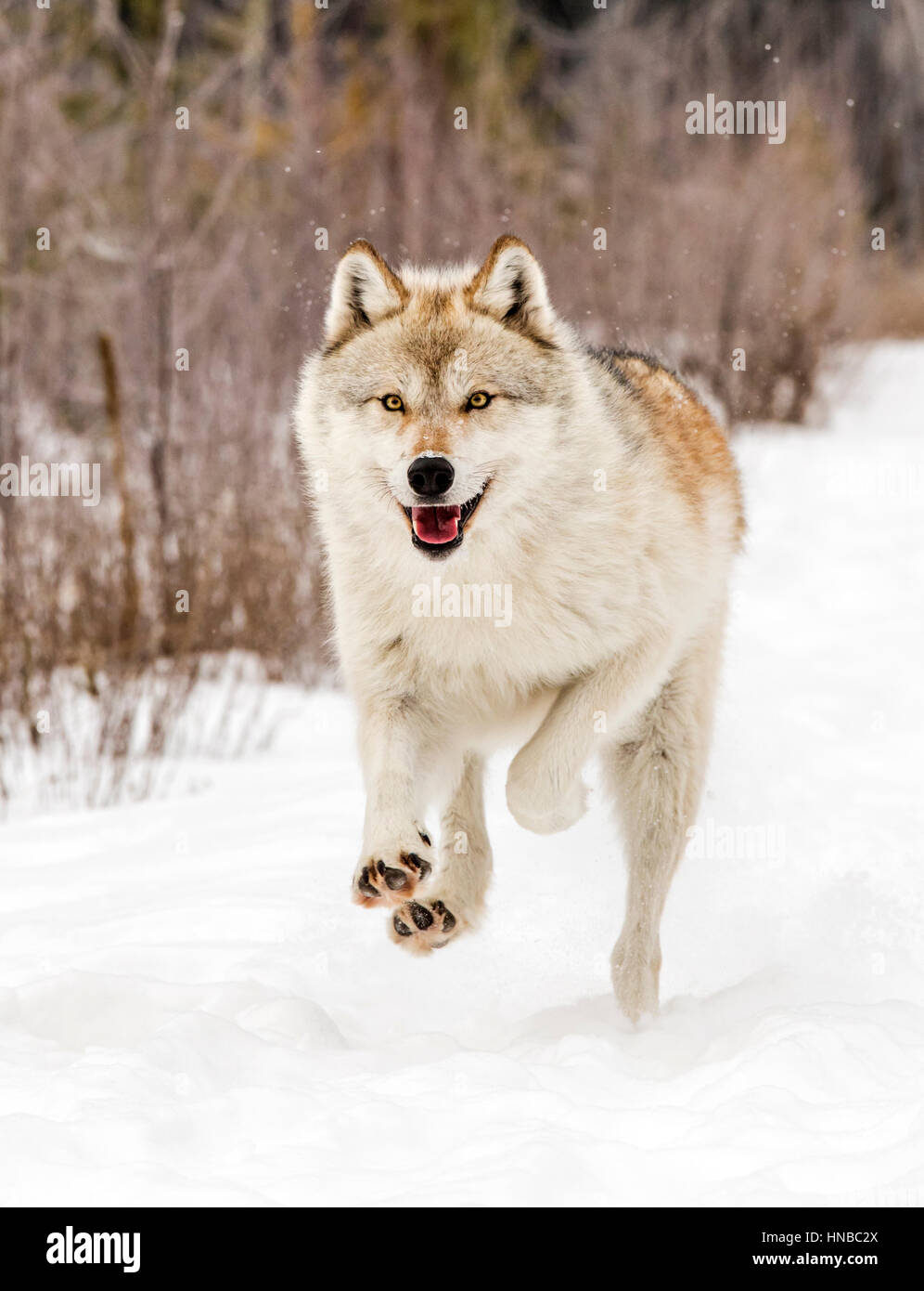 Loup gris ; Canus lupus ; British Columbia, Canada Banque D'Images