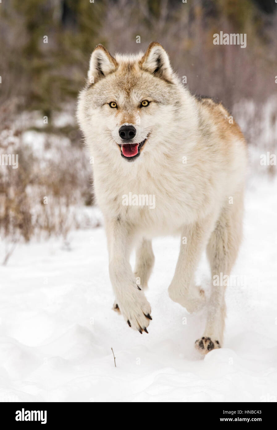Loup gris ; Canus lupus ; British Columbia, Canada Banque D'Images