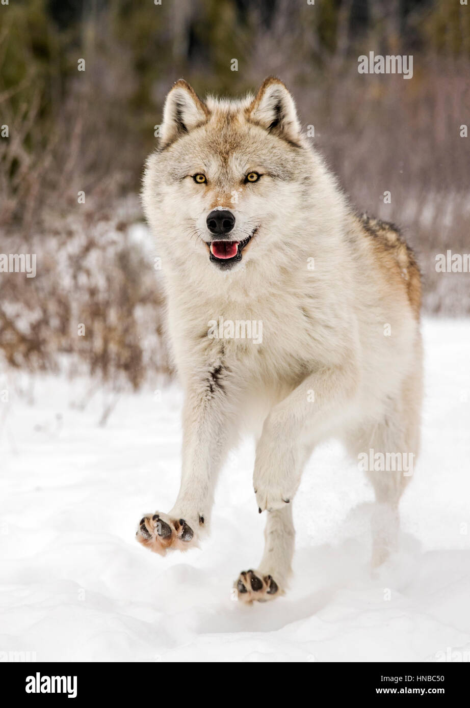 Loup gris ; Canus lupus ; British Columbia, Canada Banque D'Images
