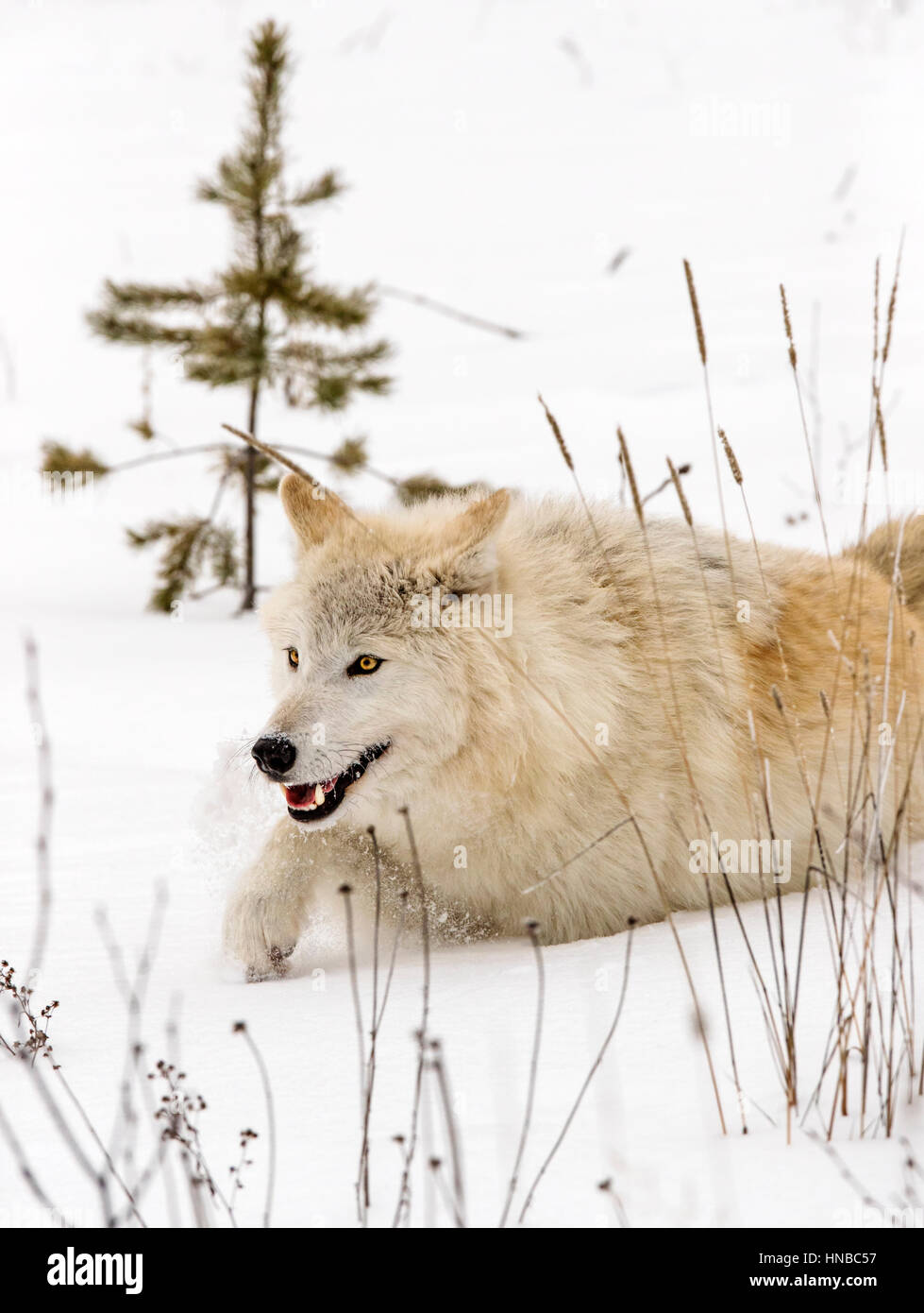 Loup gris ; Canus lupus ; British Columbia, Canada Banque D'Images