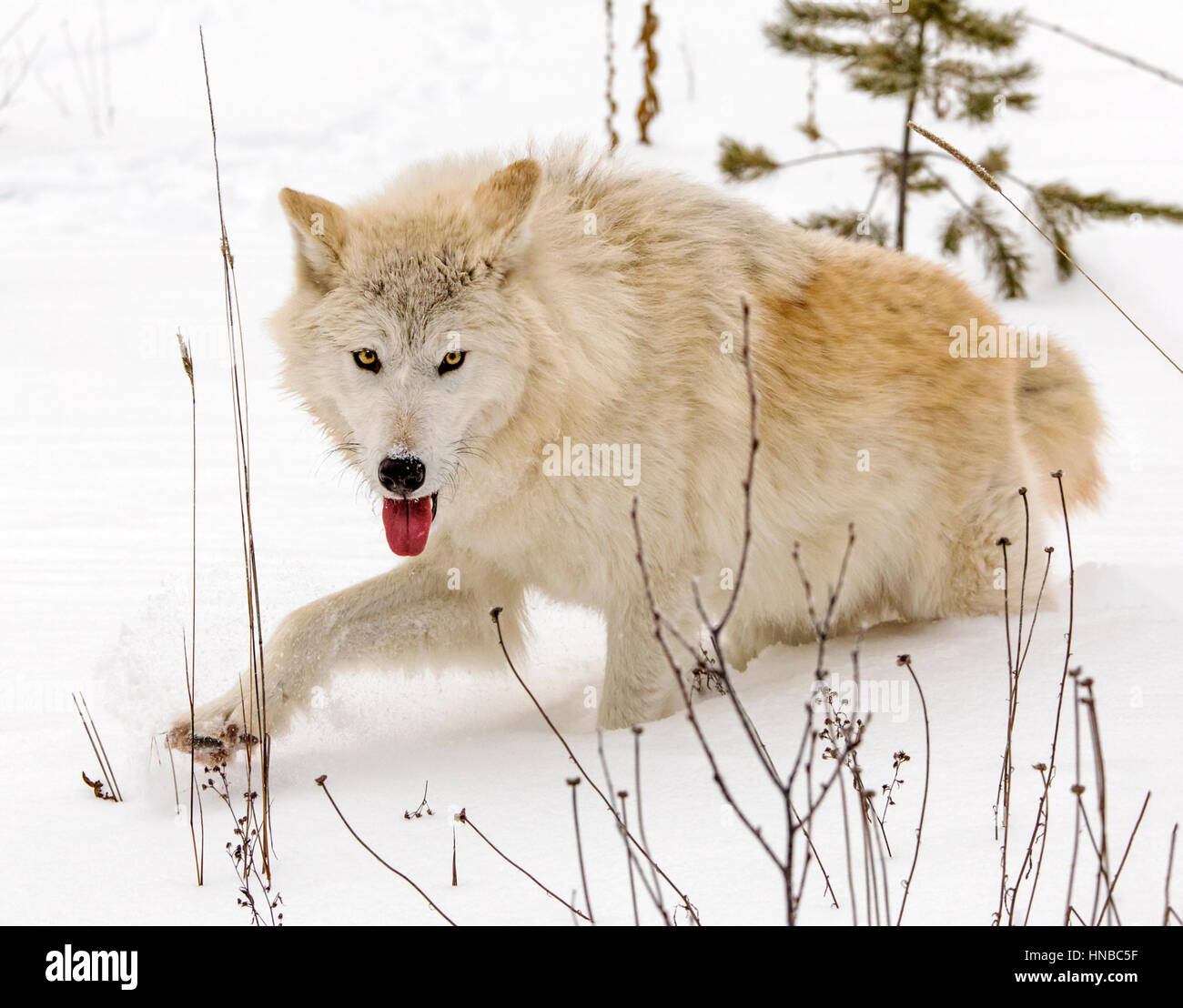 Loup gris ; Canus lupus ; British Columbia, Canada Banque D'Images