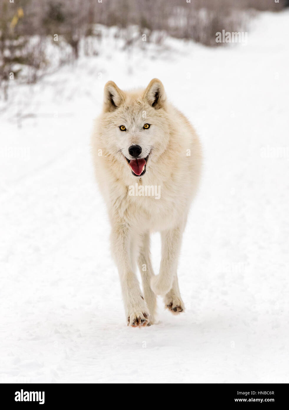 Loup gris ; Canus lupus ; British Columbia, Canada Banque D'Images