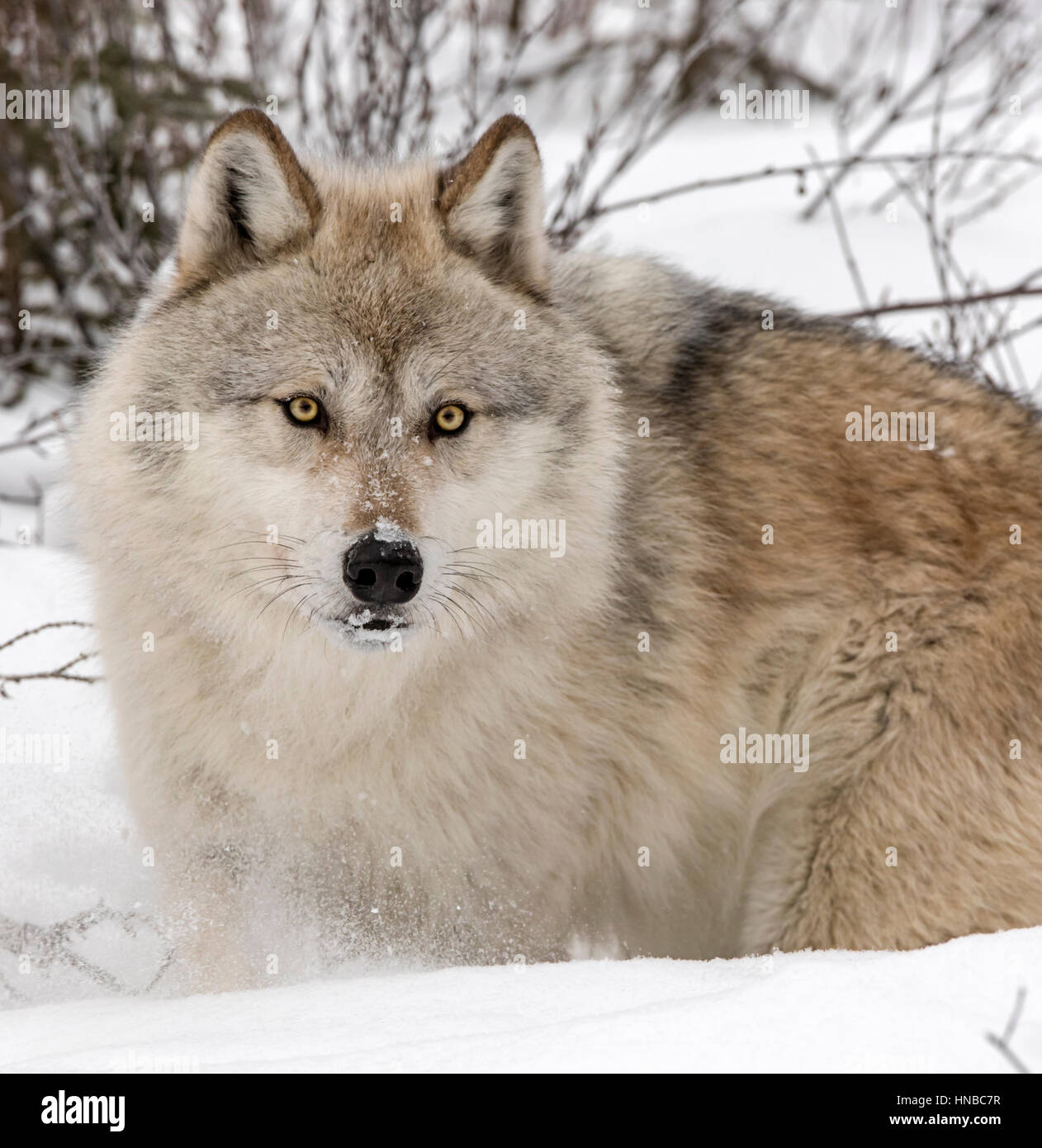 Loup gris ; Canus lupus ; British Columbia, Canada Banque D'Images