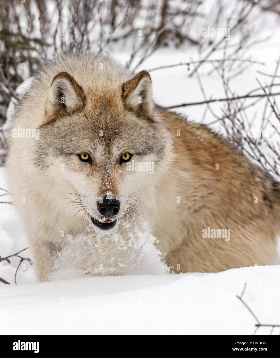 Loup gris ; Canus lupus ; British Columbia, Canada Banque D'Images