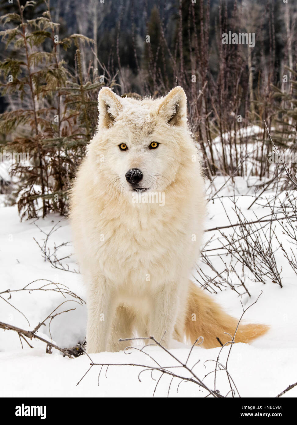 Loup gris ; Canus lupus ; British Columbia, Canada Banque D'Images
