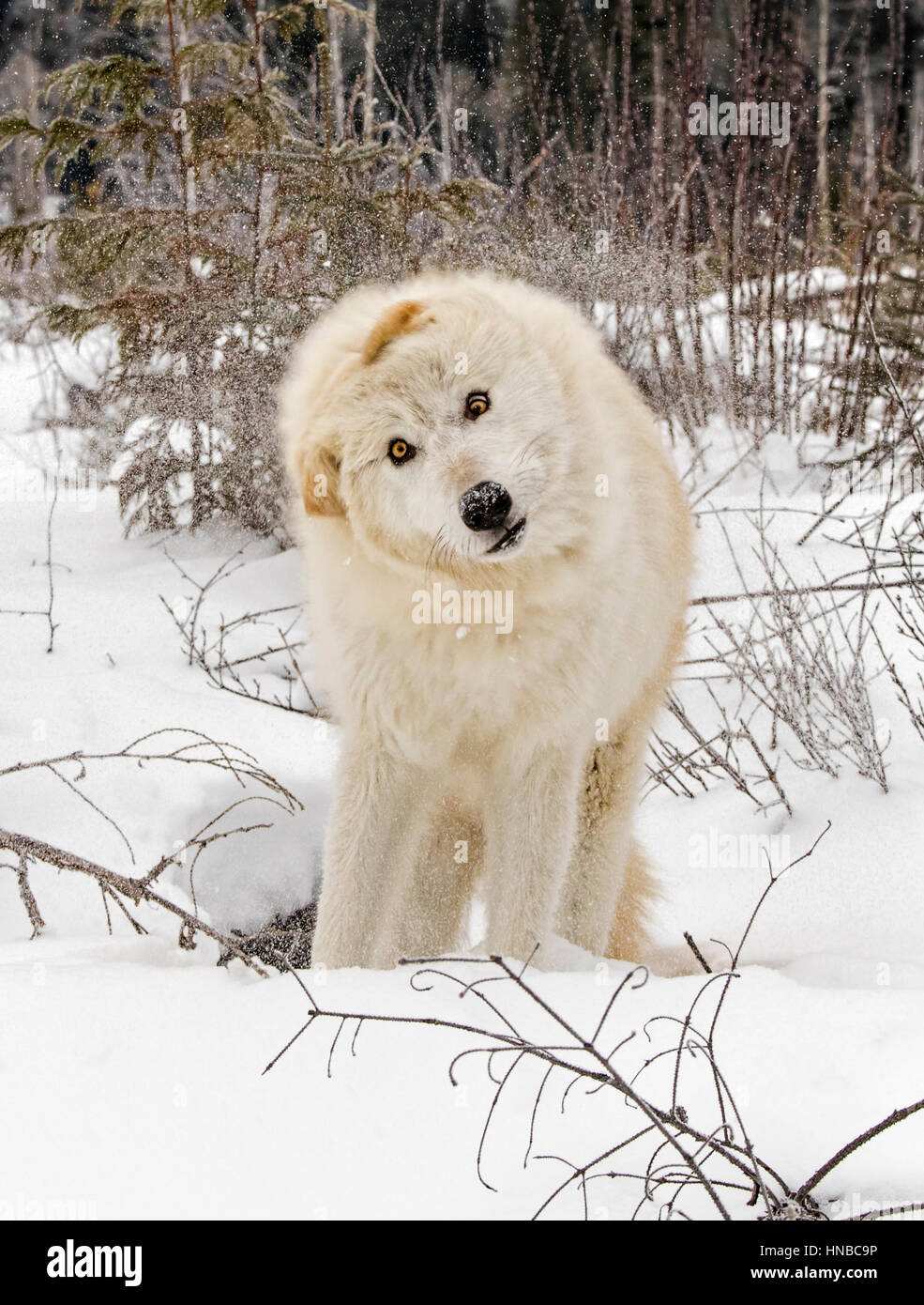 Loup gris ; Canus lupus ; British Columbia, Canada Banque D'Images