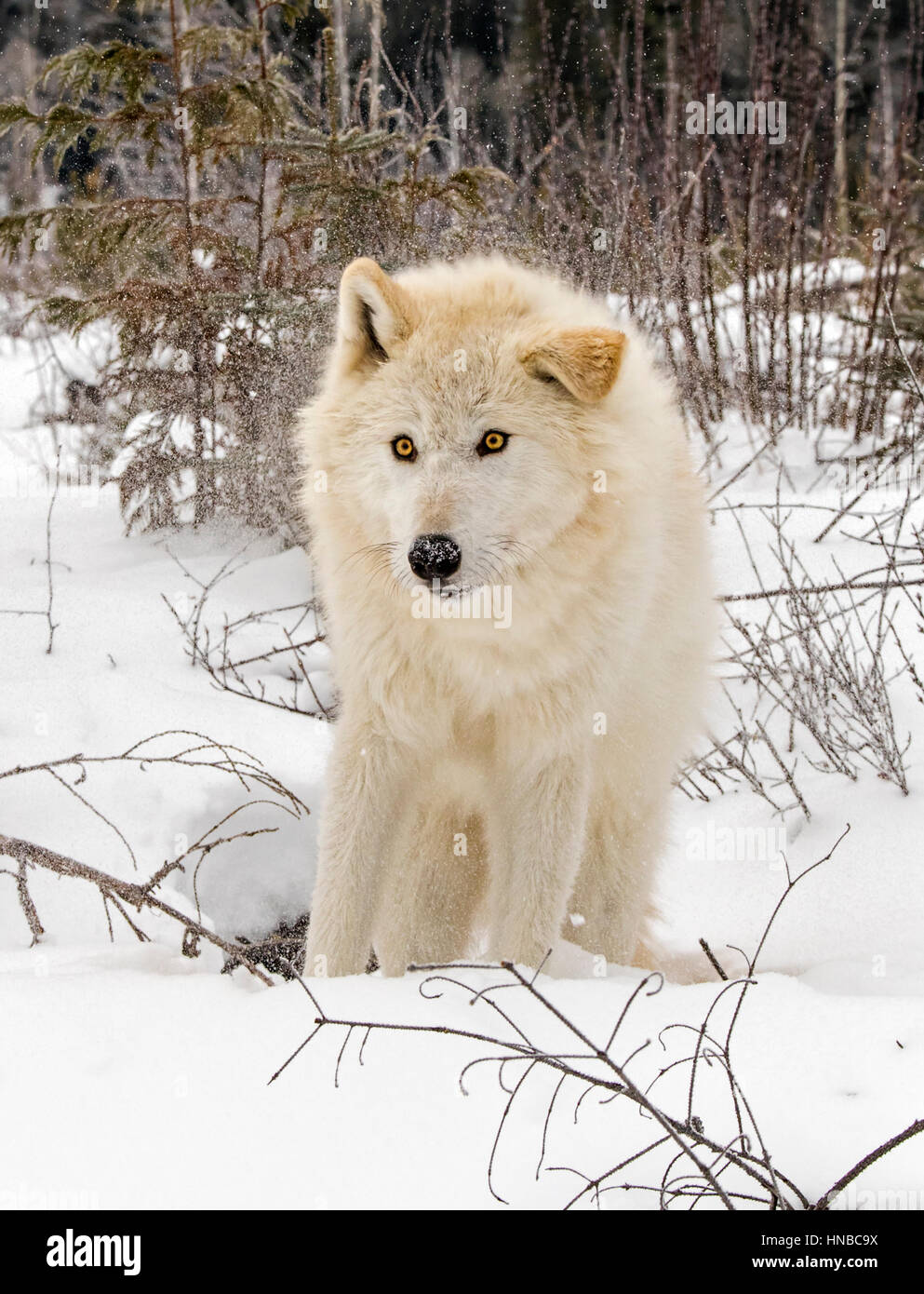 Loup gris ; Canus lupus ; British Columbia, Canada Banque D'Images