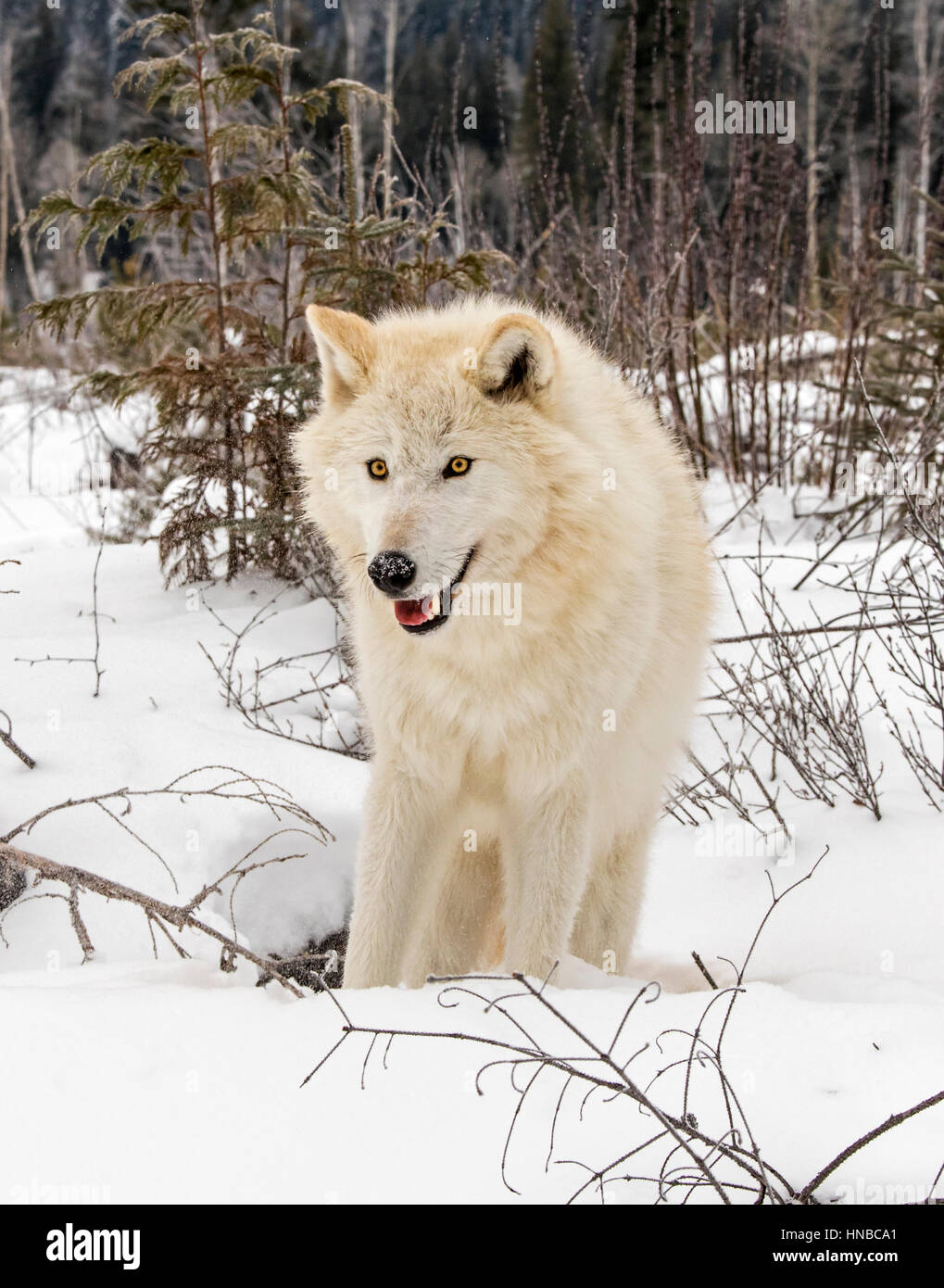 Loup gris ; Canus lupus ; British Columbia, Canada Banque D'Images