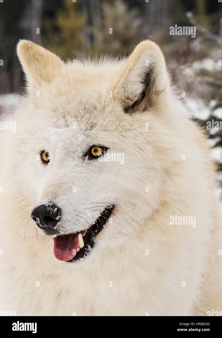Loup gris ; Canus lupus ; British Columbia, Canada Banque D'Images