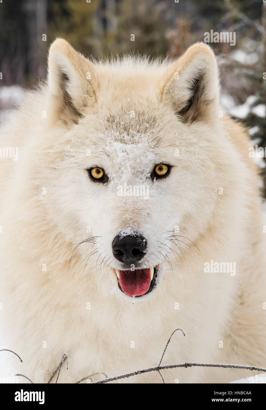 Loup gris ; Canus lupus ; British Columbia, Canada Banque D'Images