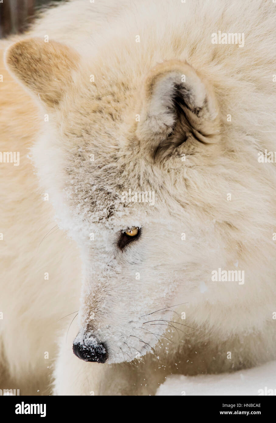 Loup gris ; Canus lupus ; British Columbia, Canada Banque D'Images