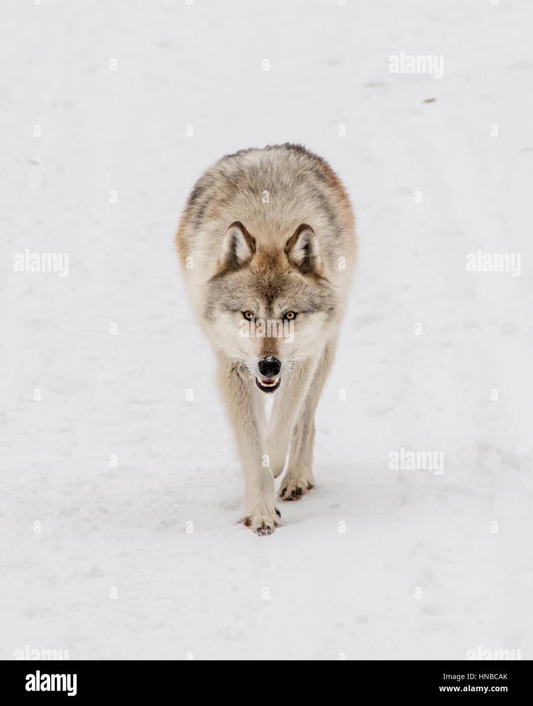 Loup gris ; Canus lupus ; British Columbia, Canada Banque D'Images
