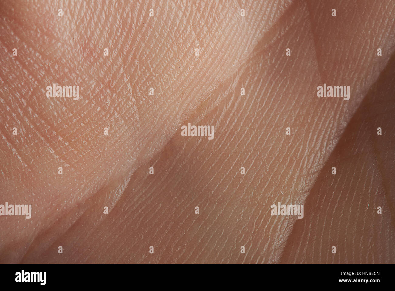 Sur les lignes de la main la texture de peau palm close up Banque D'Images