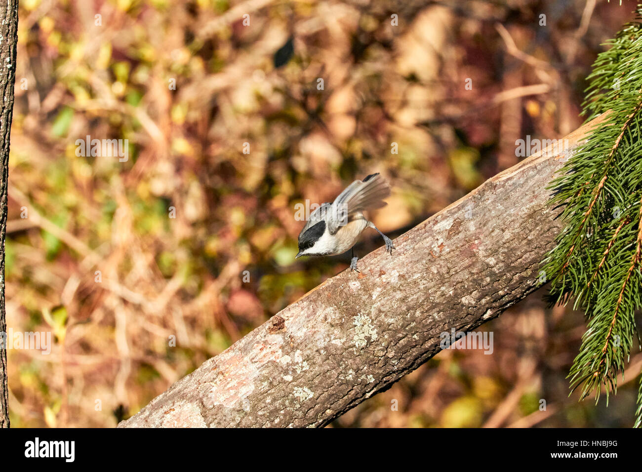 Mésange à tête Banque D'Images