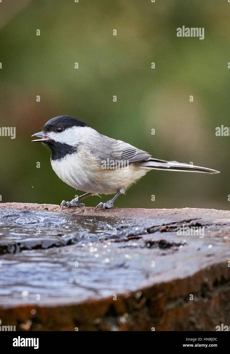 Mésange à tête Banque D'Images