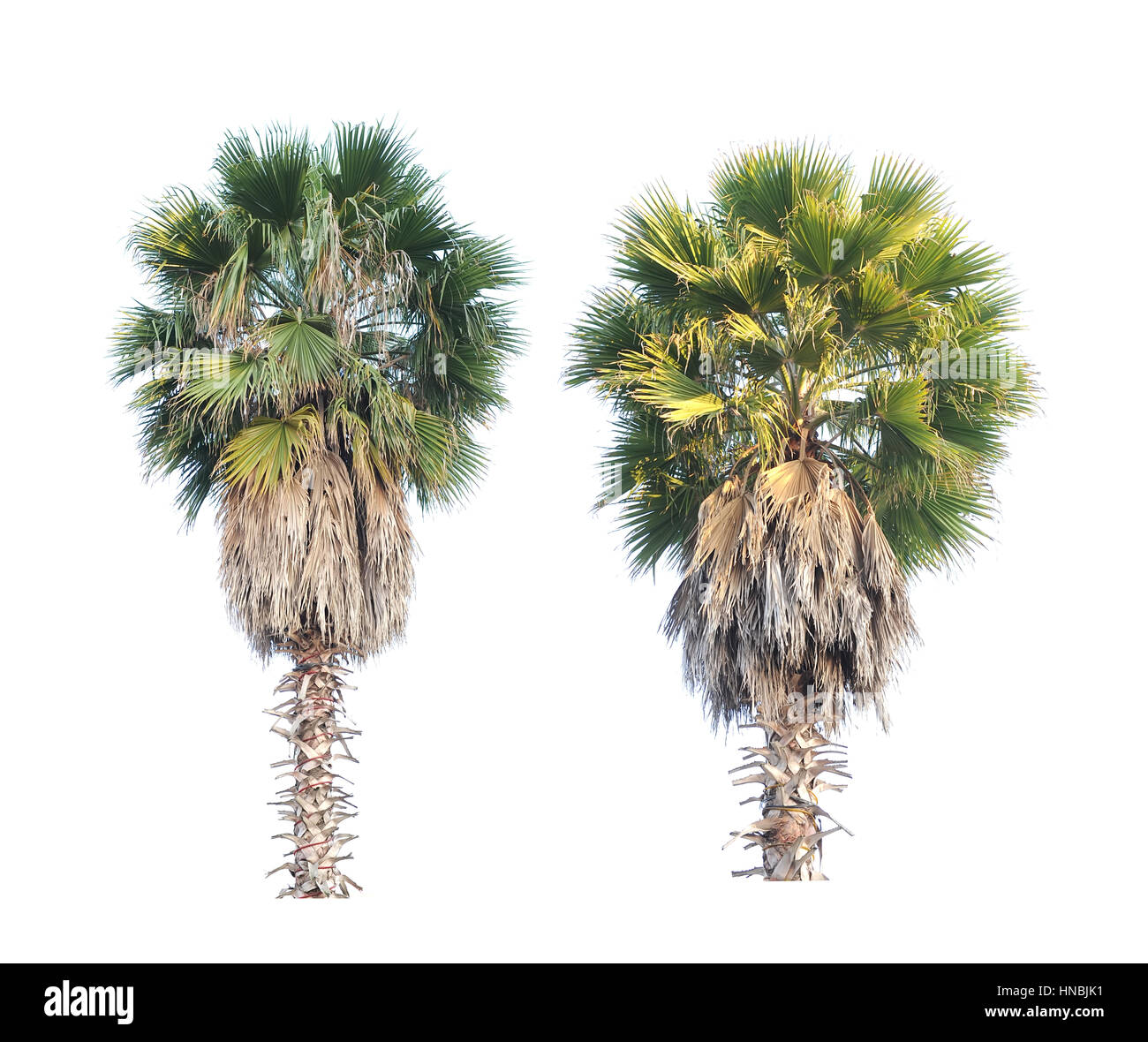 Deux arbres borassus flabellifer cambodgien ou palmier isolé sur fond blanc Banque D'Images