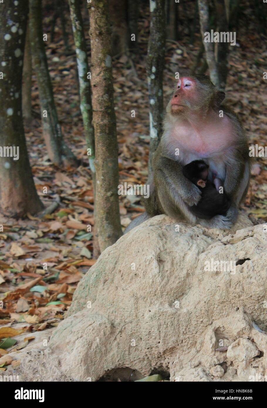 L'allaitement Mère singe Banque D'Images