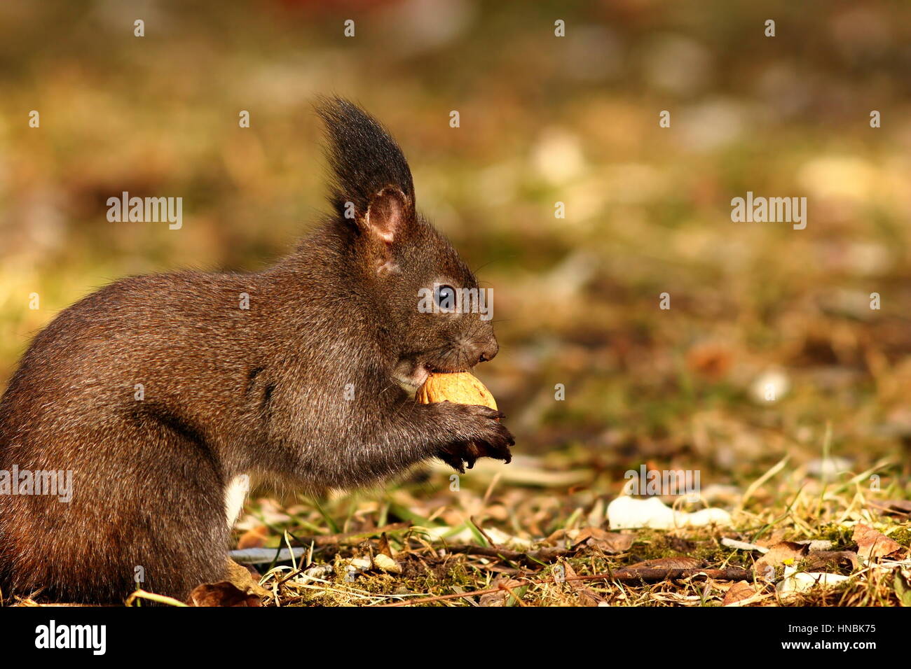 Écureuil affamé de manger l'écrou, cute animal sauvage vivant dans les parcs et jardins ( Sciurus vulgaris ) Banque D'Images