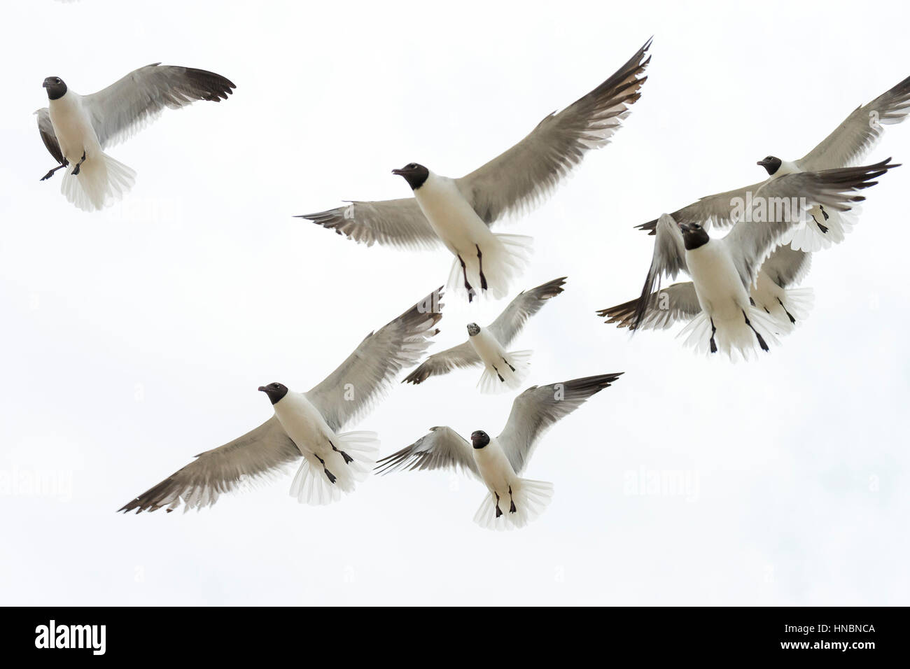 Mouettes dans l'air Banque D'Images
