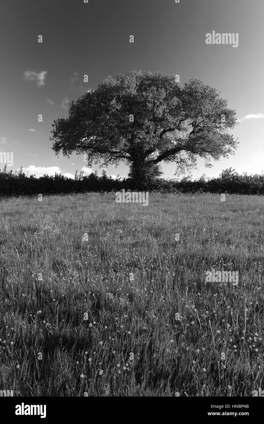 Les feuilles des arbres chêne anglais au printemps, (Quercus robur) Banque D'Images