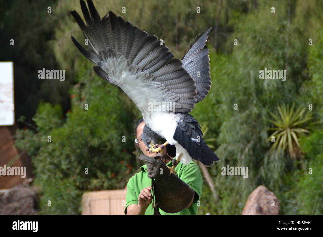 Oiseau de proie se caractérise par un vif vision pour détecter ses proies en vol et puissant talon et bec. Il est formé, vit à oasis park, Espagne Banque D'Images