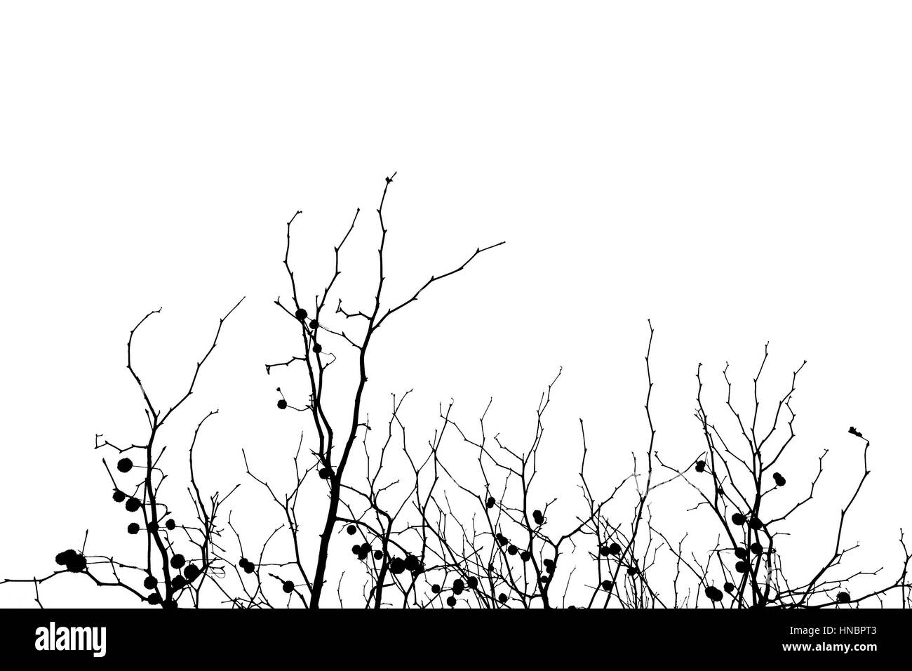 Les branches d'arbre nu debout sur un fond blanc. Banque D'Images