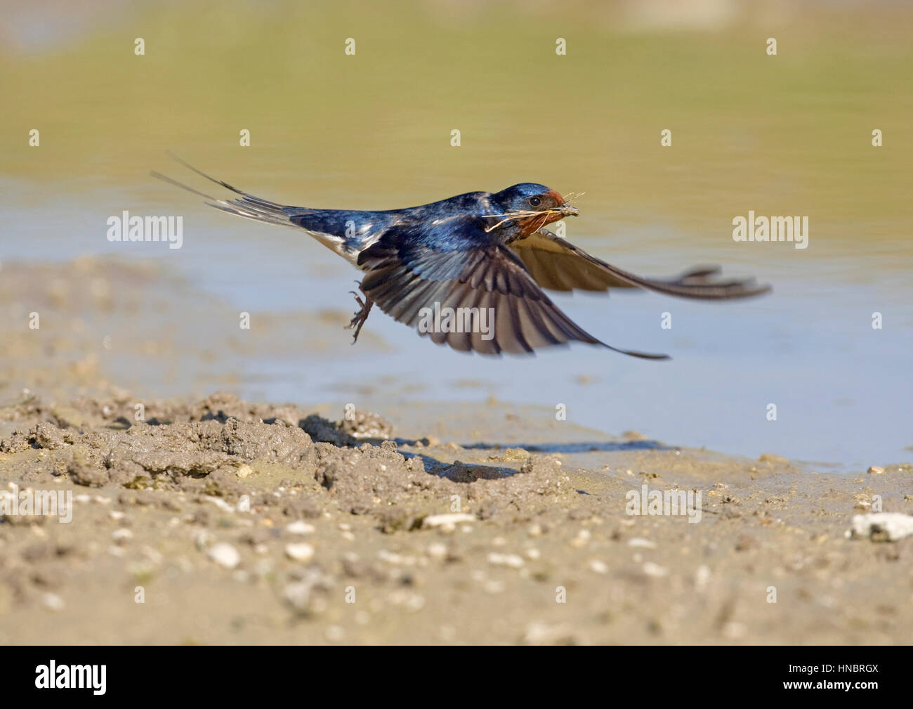 Hirondelle rustique - Hirundo rustica Banque D'Images