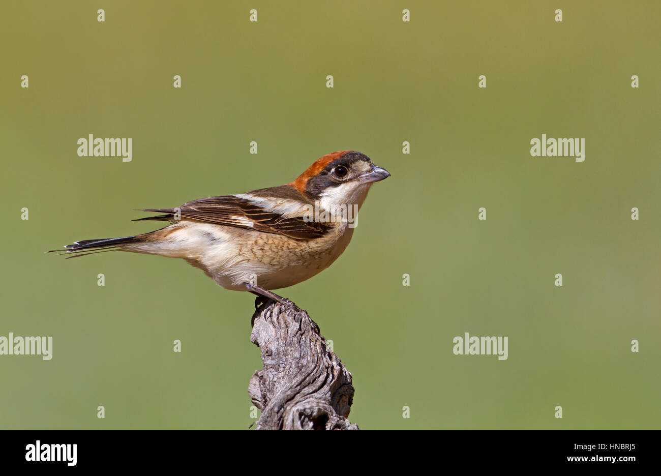 Woodchat Shrike (Lanius - sénateur Banque D'Images