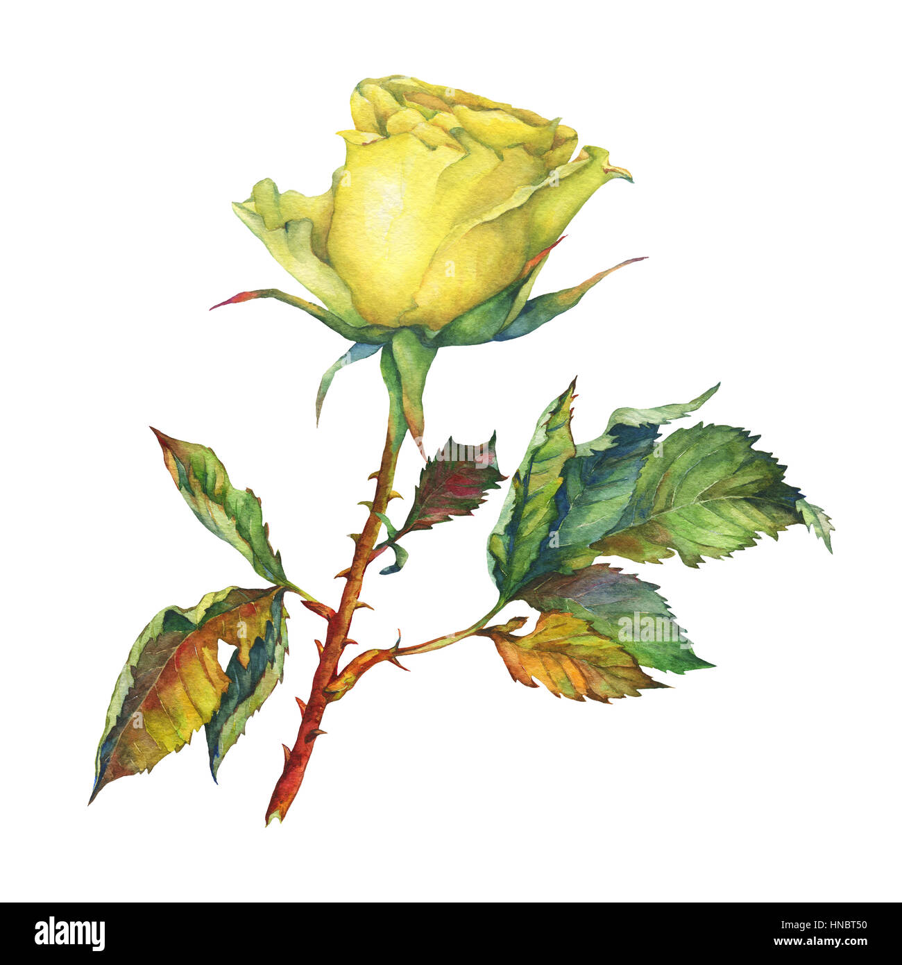 Un seul de la belle rose jaune doré avec des feuilles vertes. La main de l'aquarelle sur fond blanc. Banque D'Images