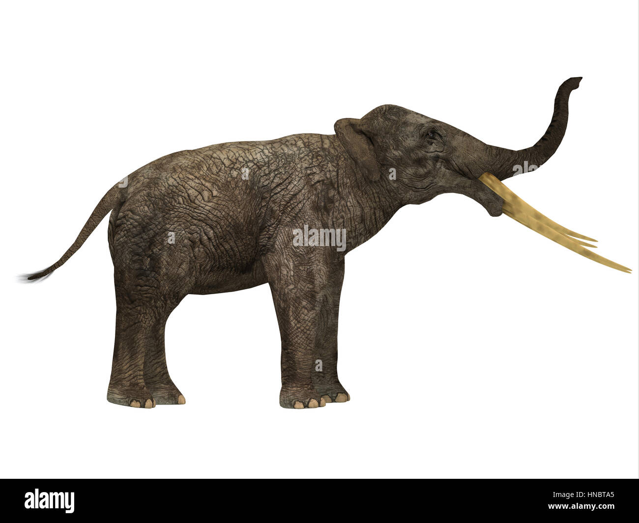 Stegotetrabelodon était un éléphant qui vivait dans le Miocène et Pliocène, les périodes de l'Afrique et l'Eurasie. Banque D'Images