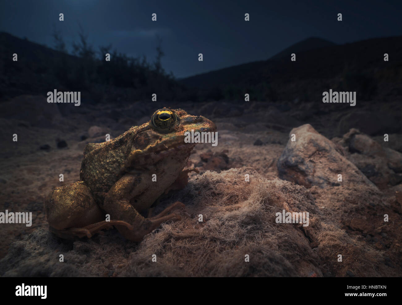 Frog Pelophylax saharicus (Sahara) sur lit de rivière à sec la nuit, Sidi Ifni, Maroc Banque D'Images