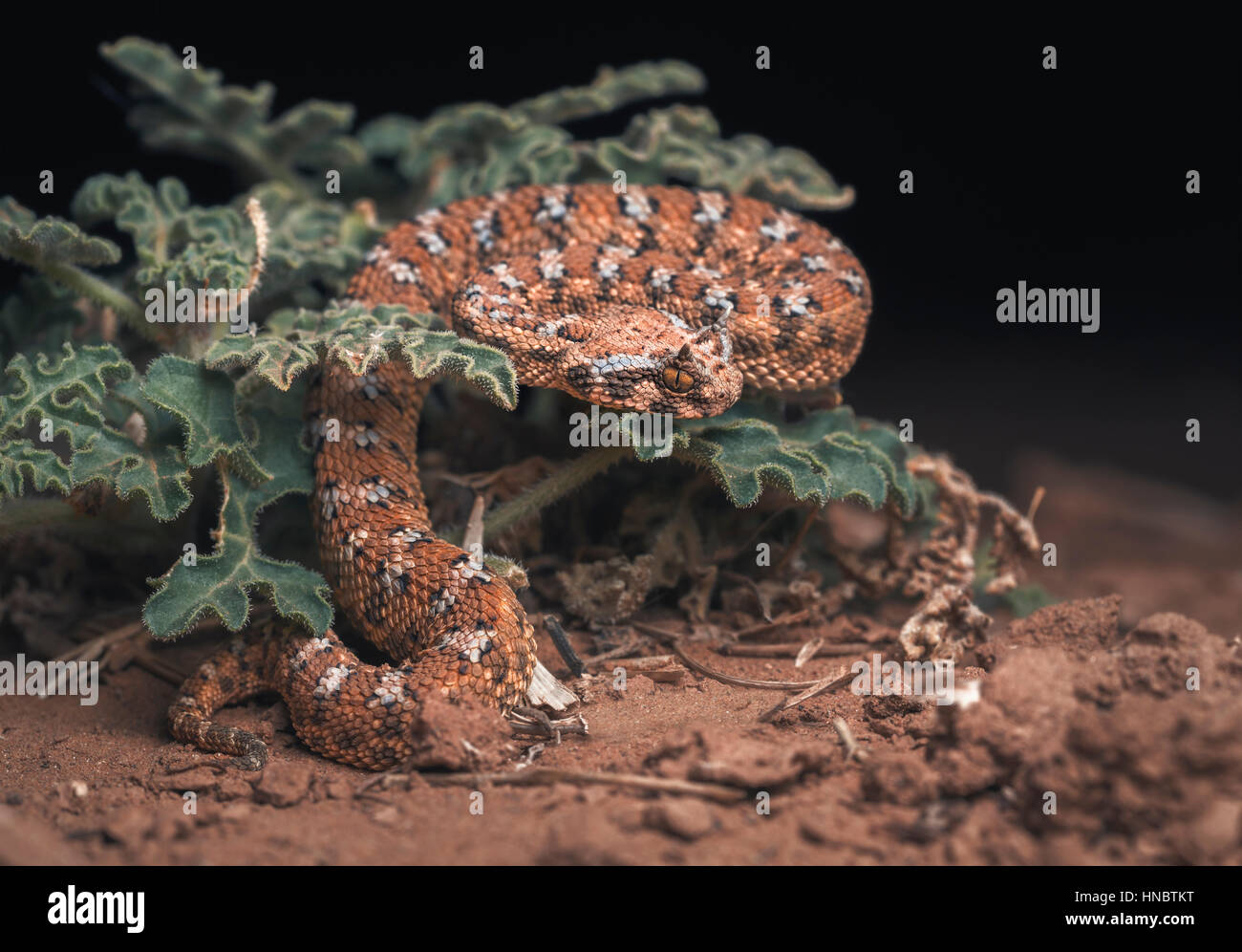 Saharienne (vipère à cornes Cerastes cerastes) sur une plante de nuit, Guelmim, Maroc Banque D'Images