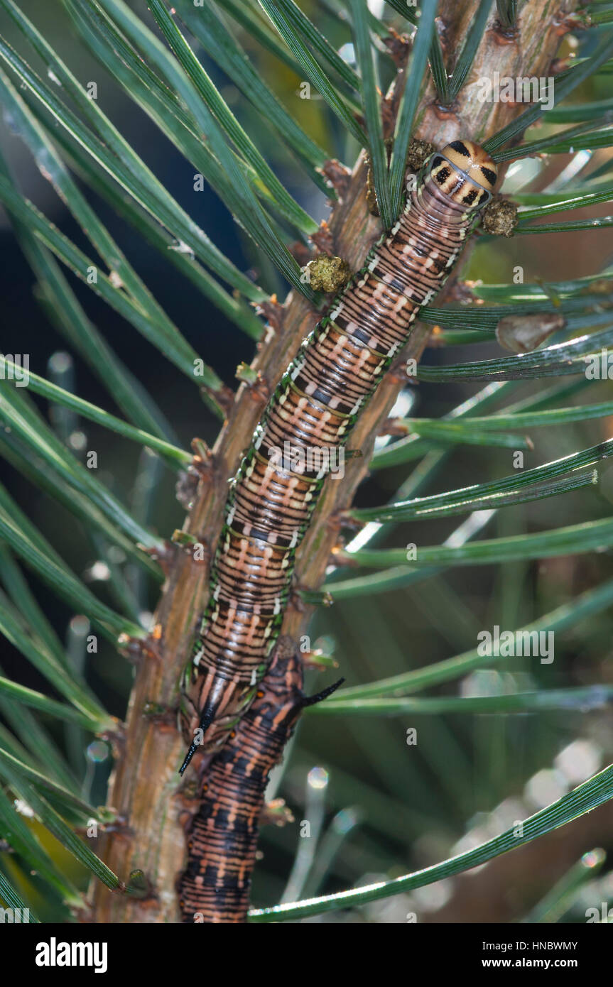 Les larves de la pin Hawk (Sphinx pinastri) camouflé sur une branche d'arbre de pin Banque D'Images