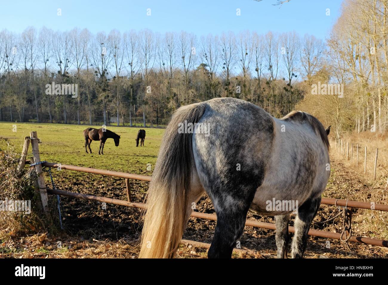 Chevaux dans un champ, Niort, Aquitaine, France Banque D'Images