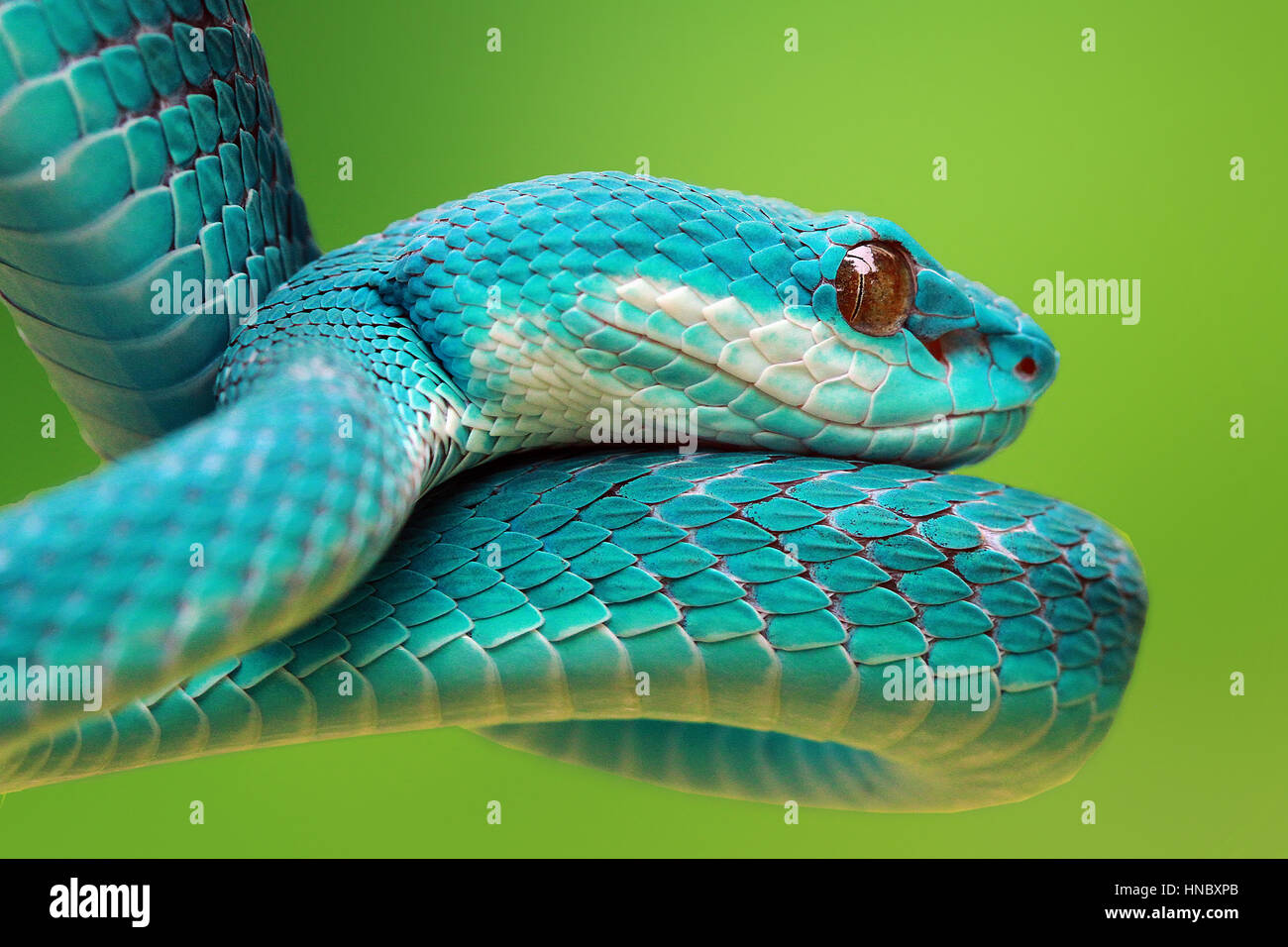 Viper bleu serpent, Indonésie Banque D'Images