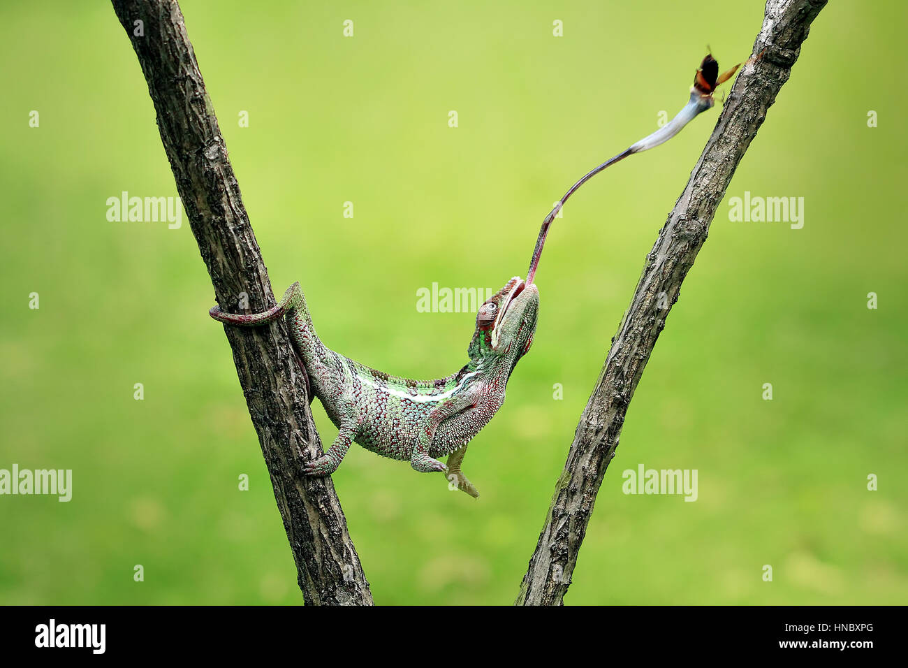 Alimentation caméléon sur un insecte, Indonésie Banque D'Images