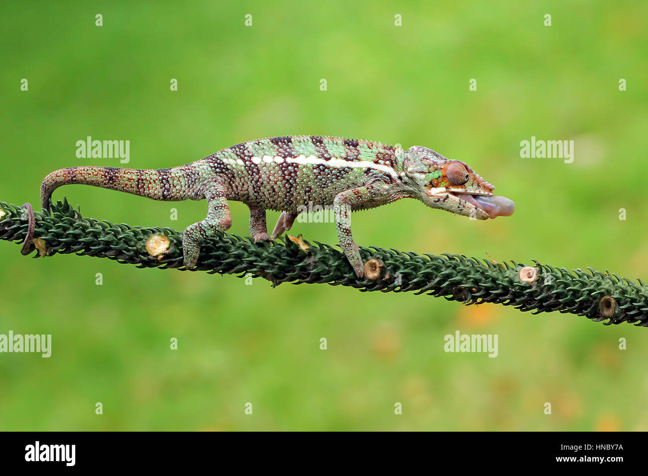 Chameleon voilée la chasse, Indonésie Banque D'Images