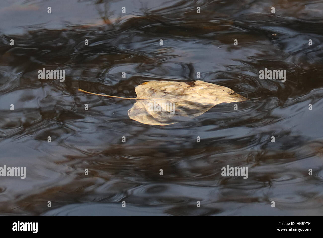 Feuille d'automne flottant dans la rivière, Boise, Idaho, États-Unis Banque D'Images