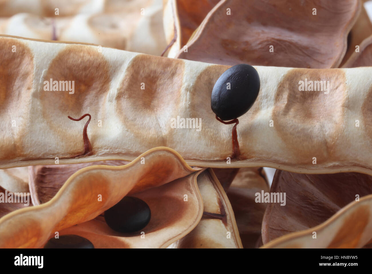 Close-up de graines dans une cosse Banque D'Images